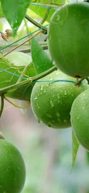 Monk fruit growing off branch