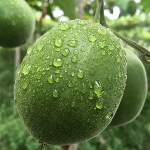 Monk fruit plant